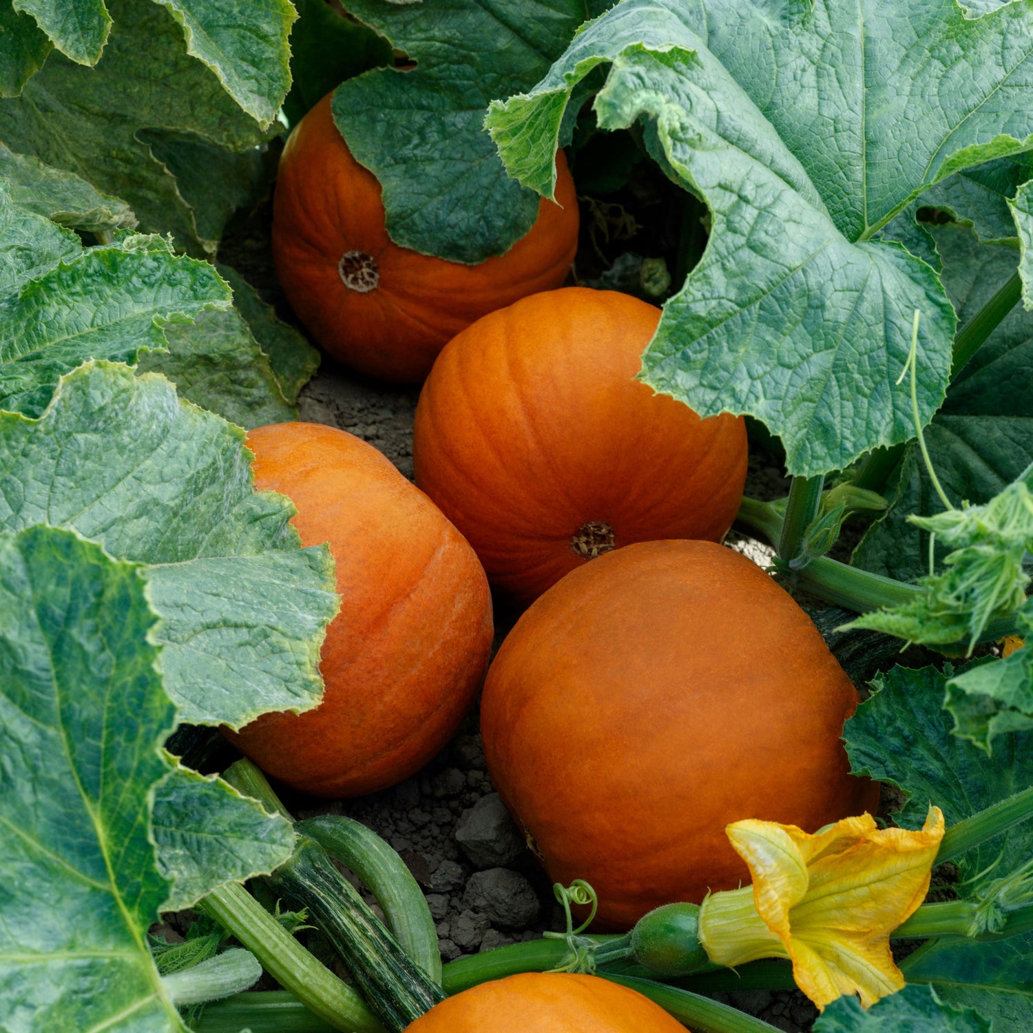 Hybrid Small/Pie Pumpkin - Rugrat