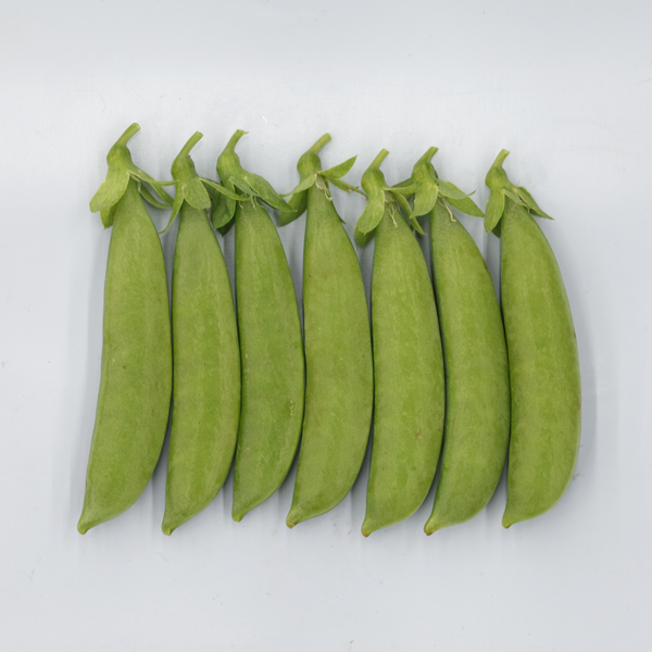 OP Snap Pea - SL3123