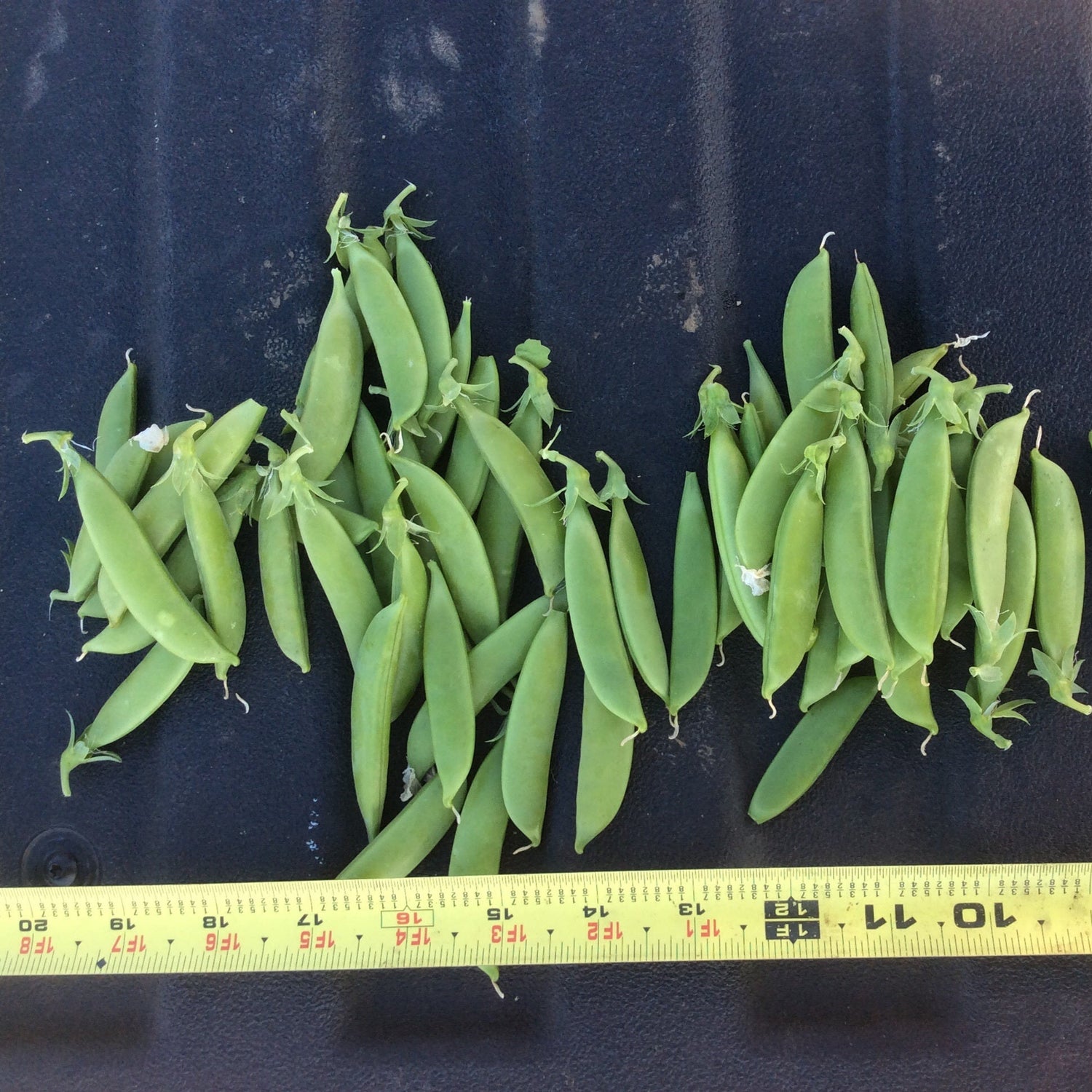 OP Snap Pea - SL3123