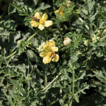 Hybrid In Row Pollenizer (Seeded) Watermelon - SP-7