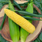 Hybrid Supersweet Yellow Corn - SS3741