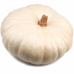 Hybrid White Pumpkin - STAR 7001