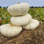 Hybrid White Pumpkin - STAR 7001
