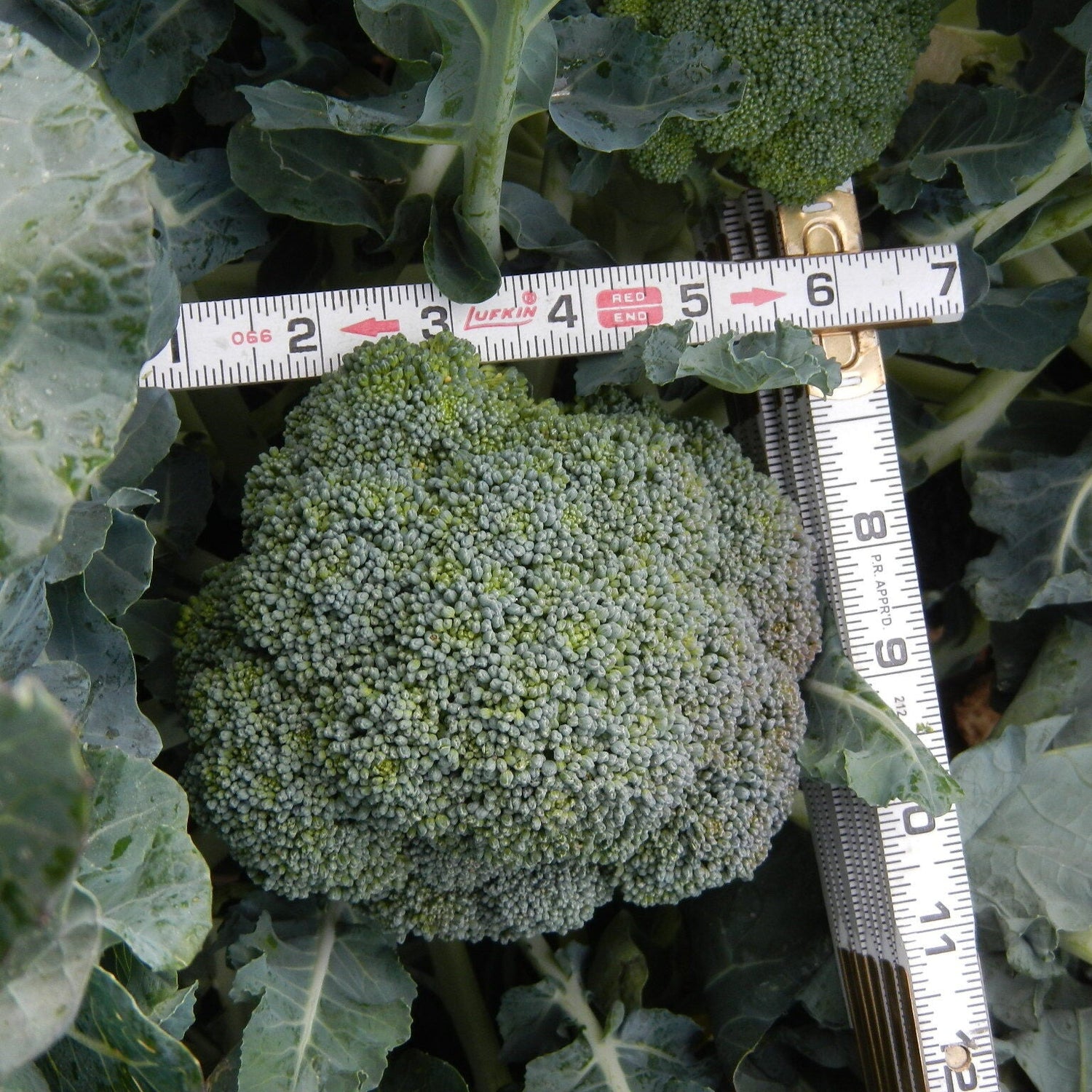 Hybrid Broccoli - SV1808BL