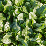 Hybrid Spinach - SV3580VC