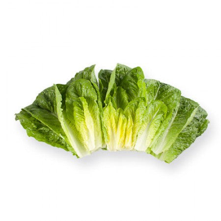 OP Green Romaine Lettuce - Salvius RZ
