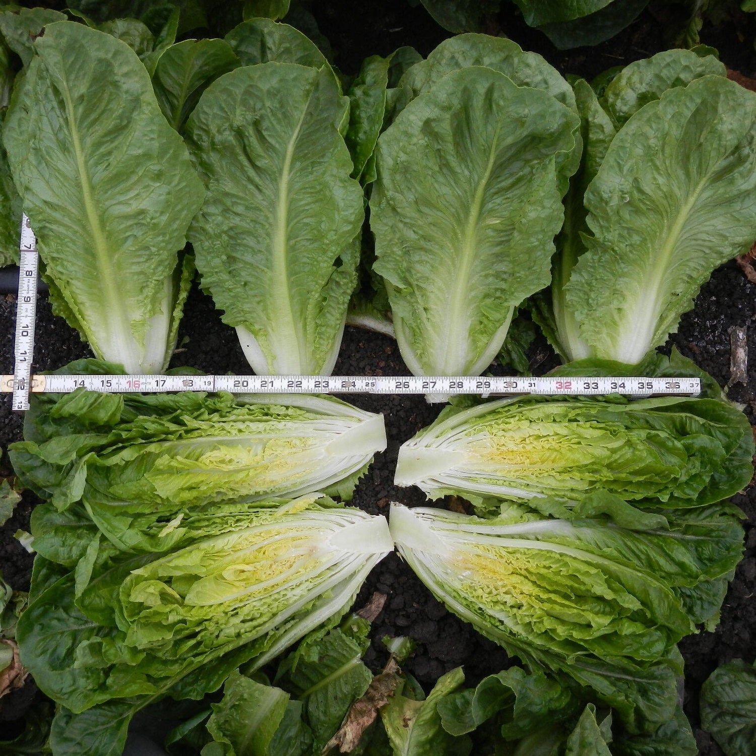 OP Green Romaine Lettuce - Salvius RZ