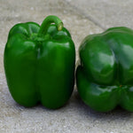Hybrid Red Bell Pepper - Samurai S10