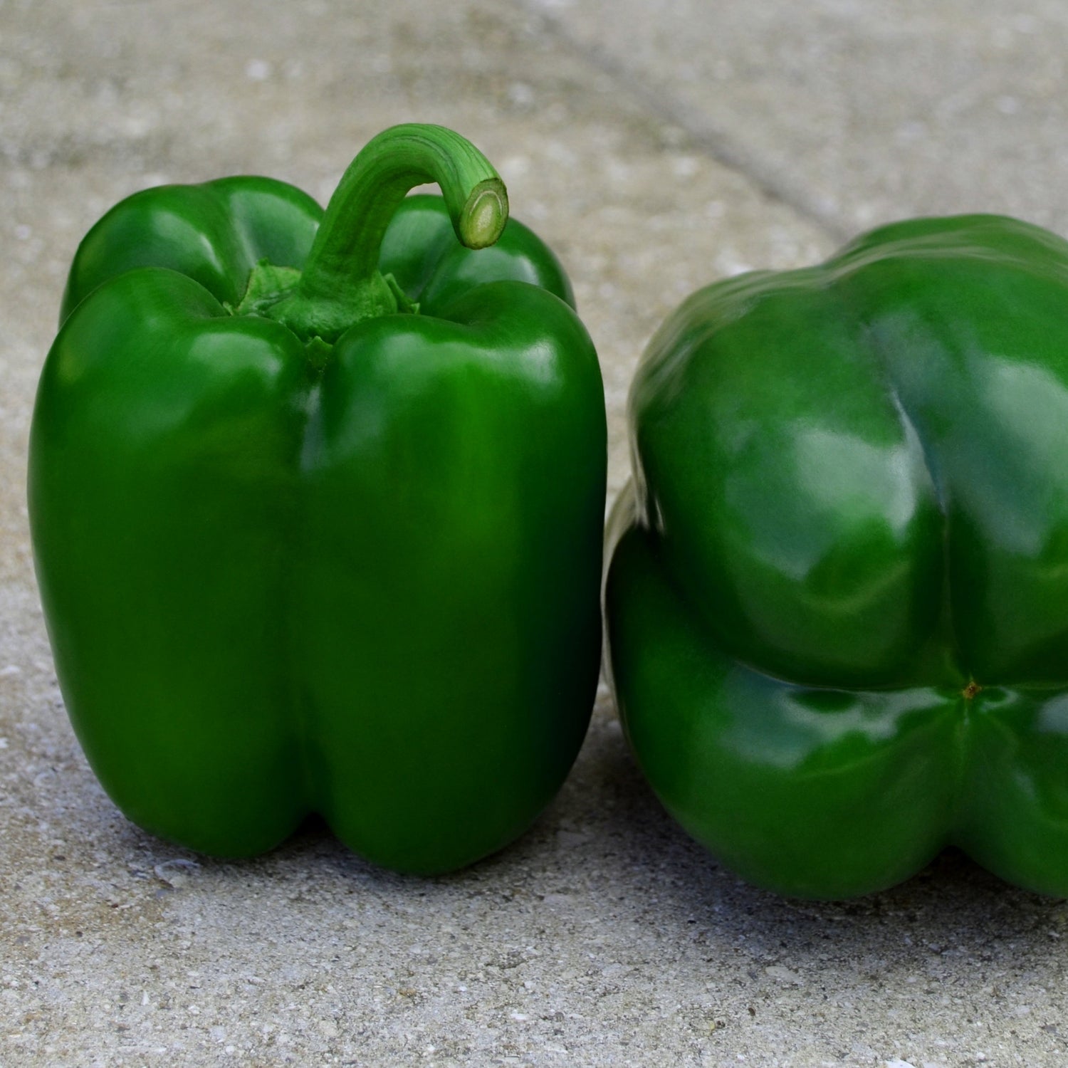 Hybrid Red Bell Pepper - Samurai S10