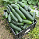 Hybrid Slicing Cucumber - Samurai 252