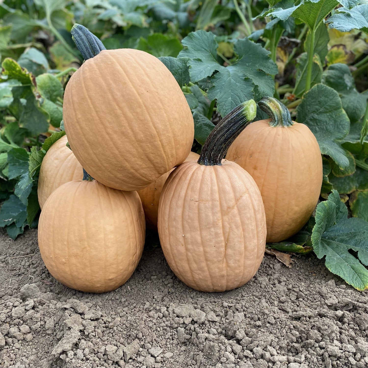 Hybrid Carving Pumpkin - Sand Ghost