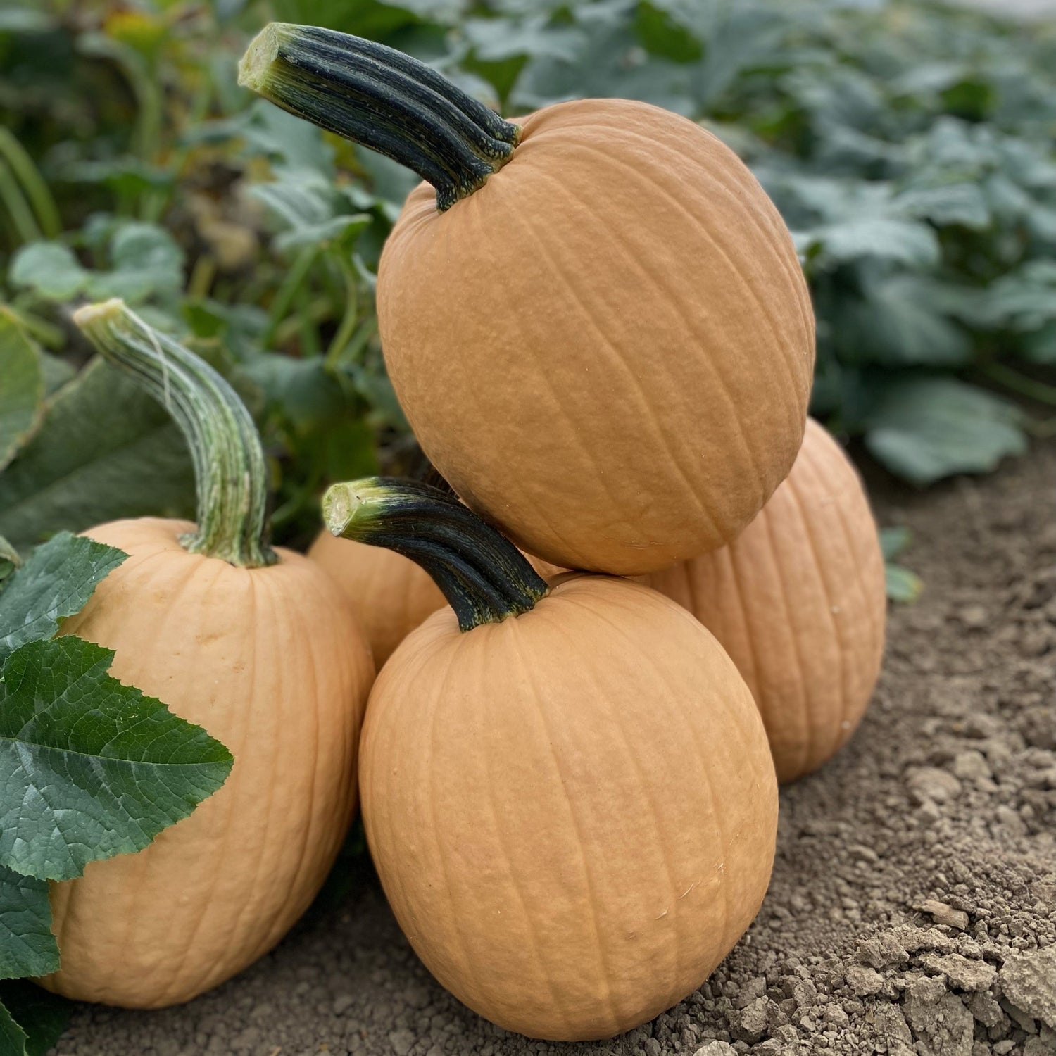 Hybrid Carving Pumpkin - Sand Ghost
