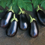 Hybrid Eggplant - Santana