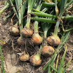 Hybrid Short Day Yellow Onion - Sapelo Sweet