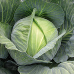 Hybrid Green Storage Cabbage - Satie
