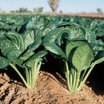 Hybrid Spinach Mustard - Savanna