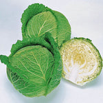 Hybrid Green Savoy Cabbage - Savoy Ace Improved