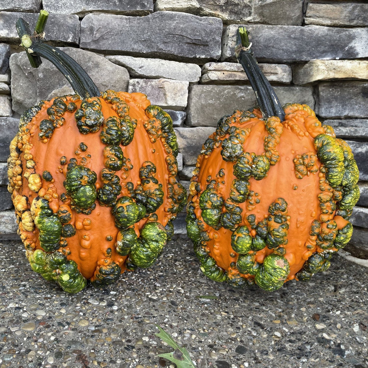 Hybrid Warted Pumpkin - Scarface
