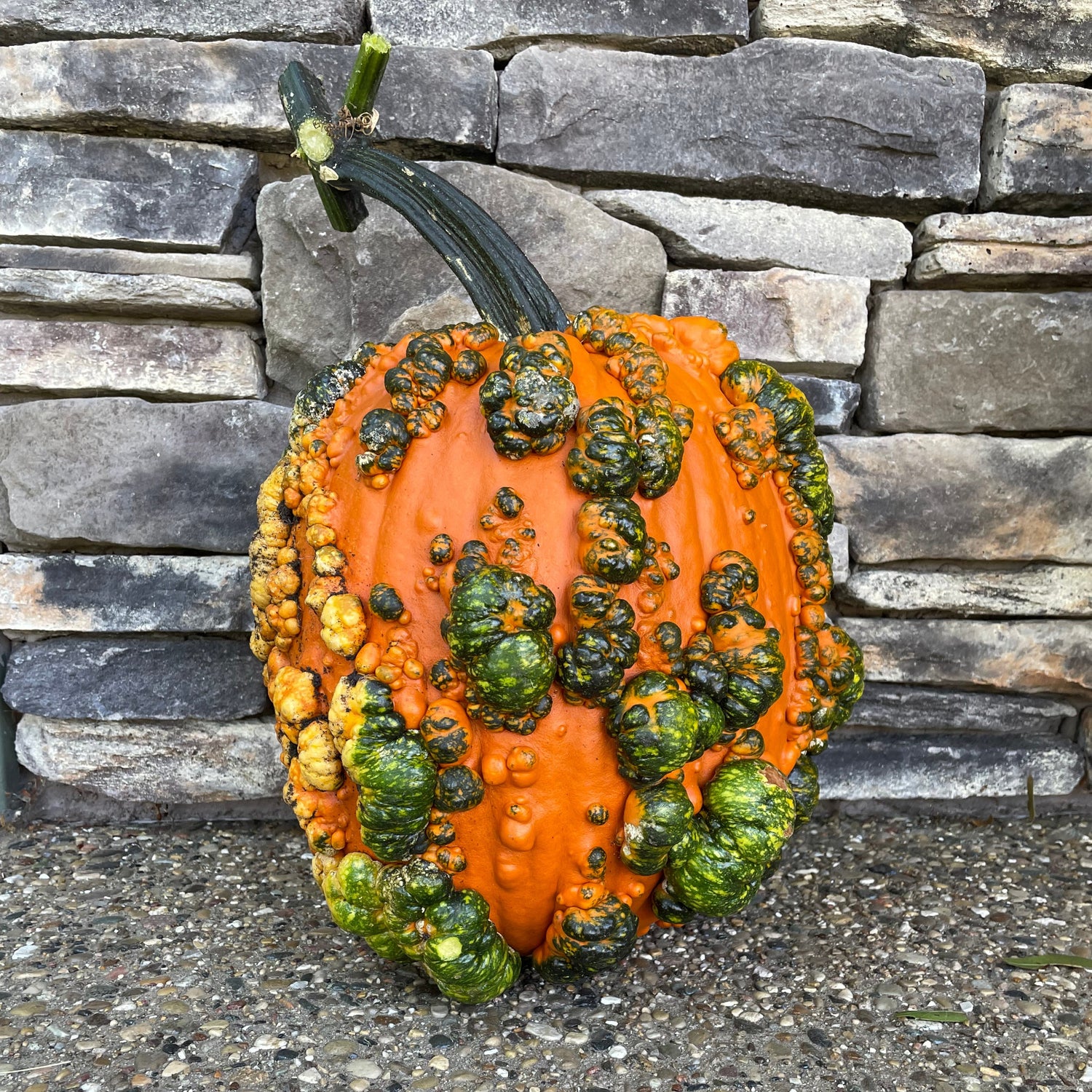 Hybrid Warted Pumpkin - Scarface