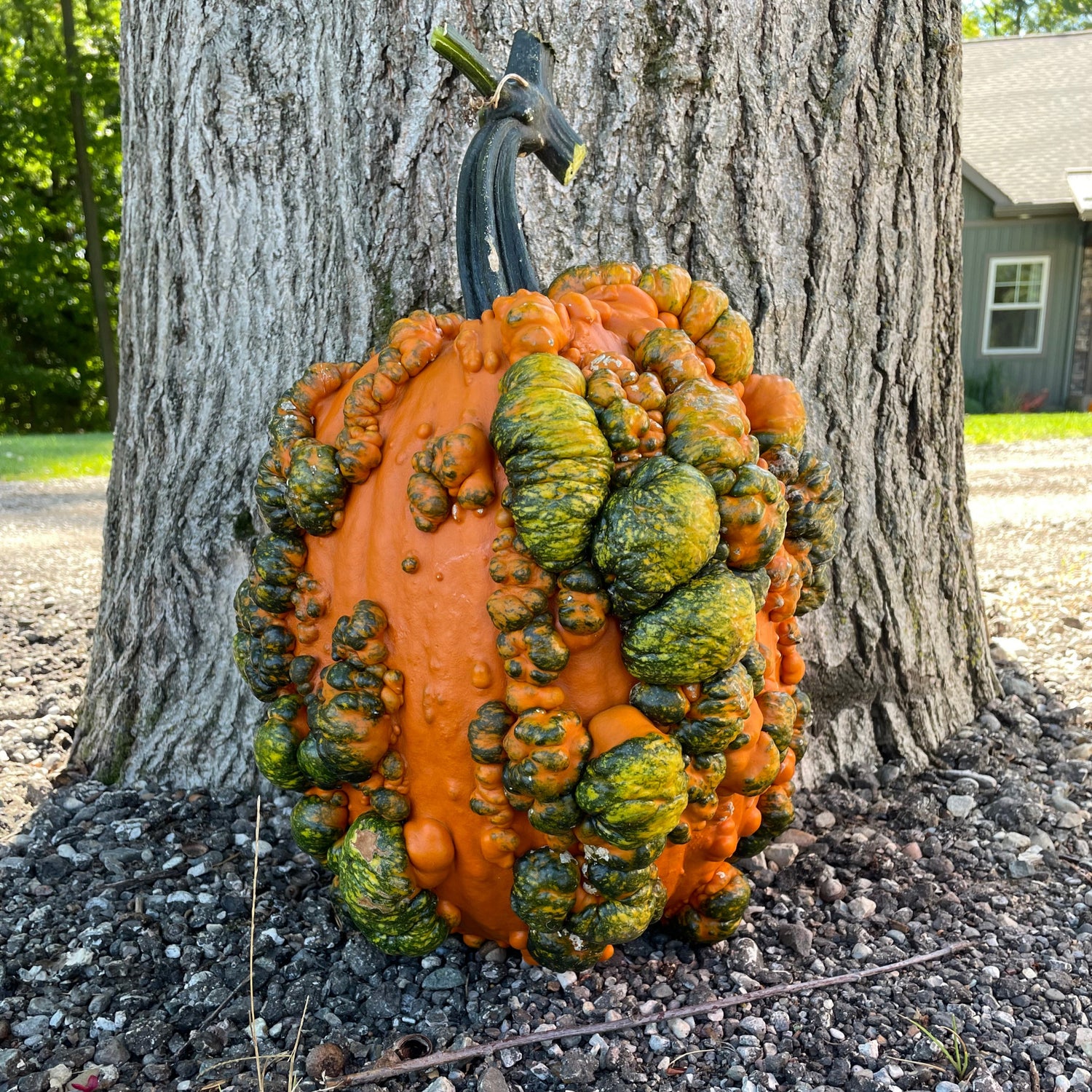 Hybrid Warted Pumpkin - Scarface