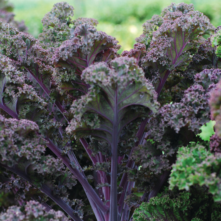 OP Kale - Scarlet