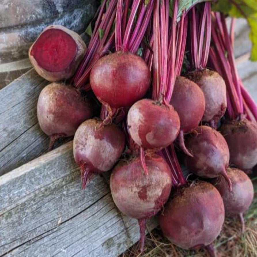 Hybrid Red Beet - Schrute