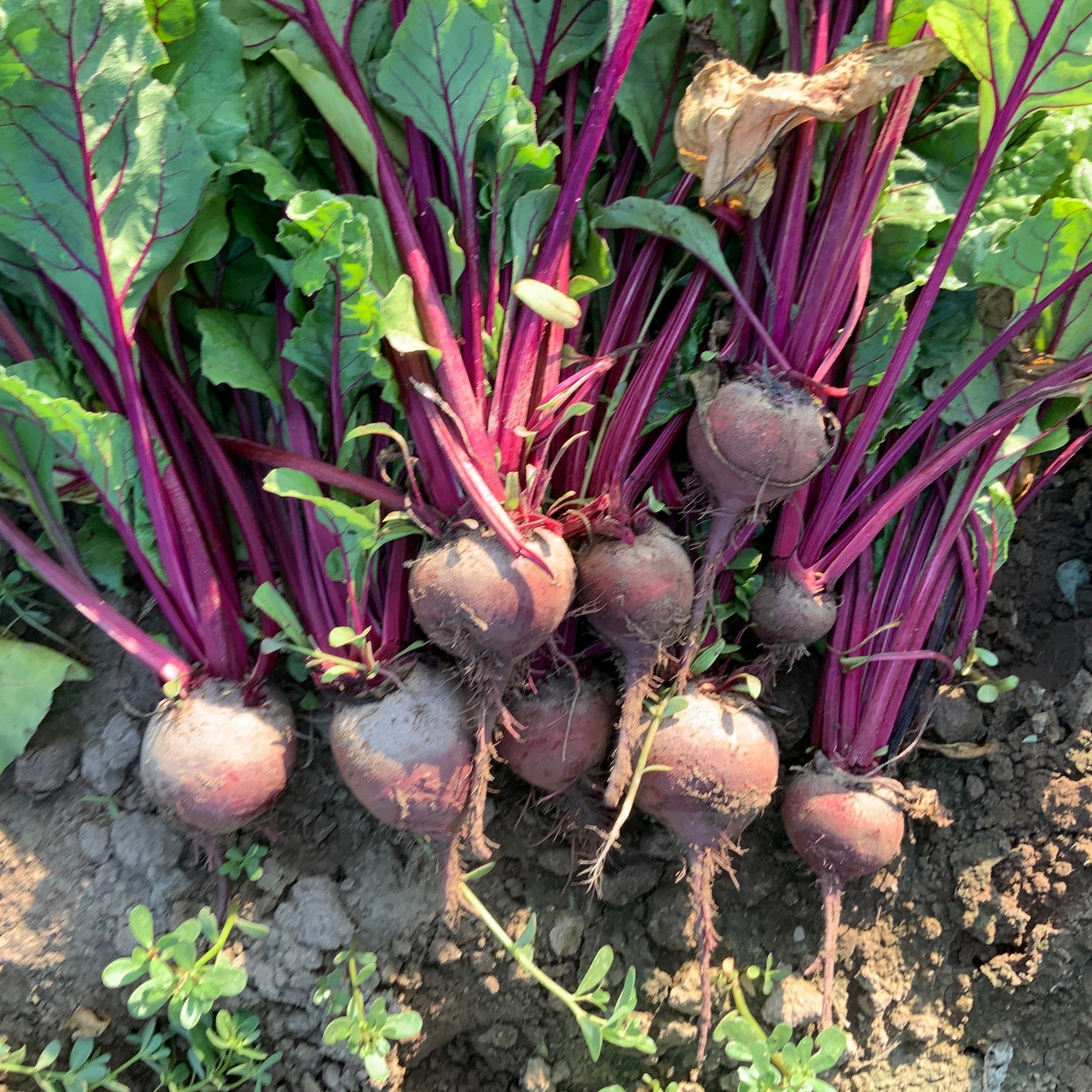 Hybrid Red Beet - Schrute