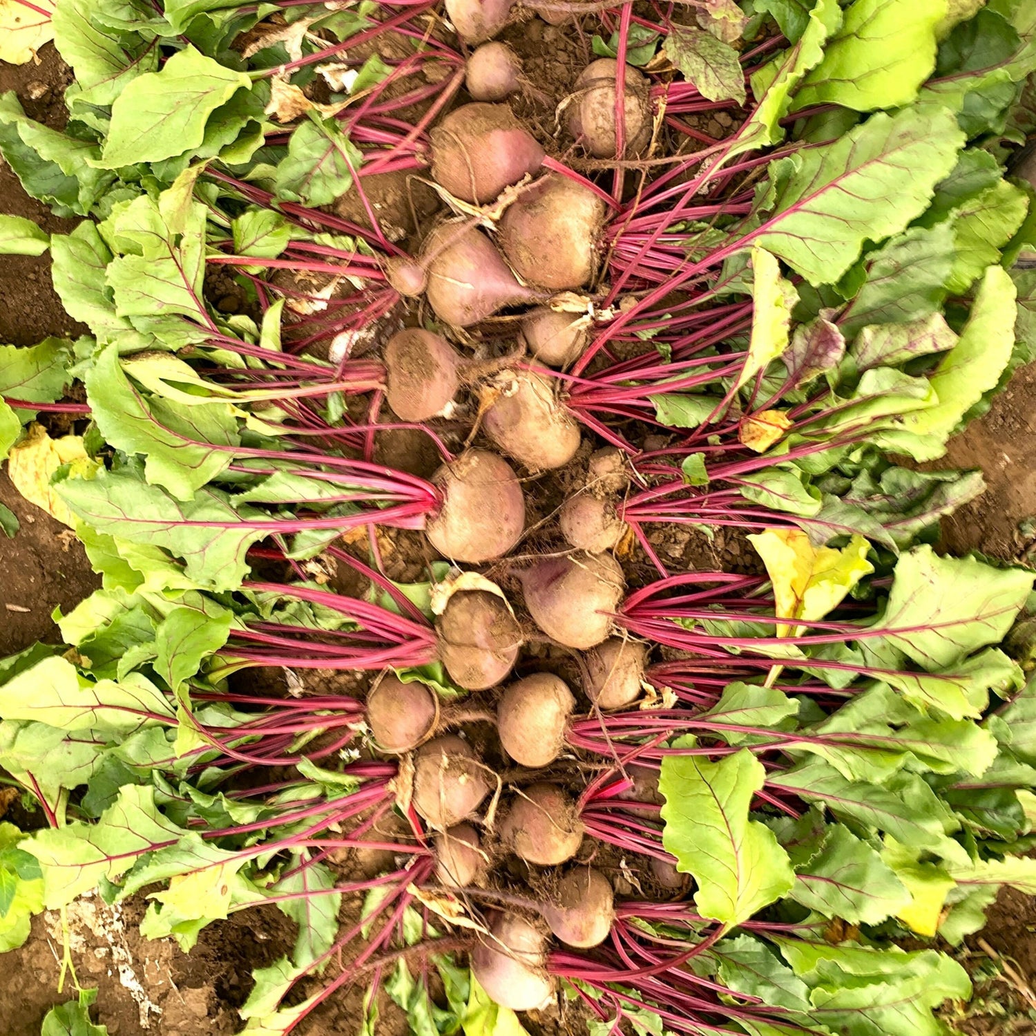Hybrid Red Beet - Schrute