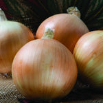 Hybrid Intermediate Day Yellow Onion - Scout