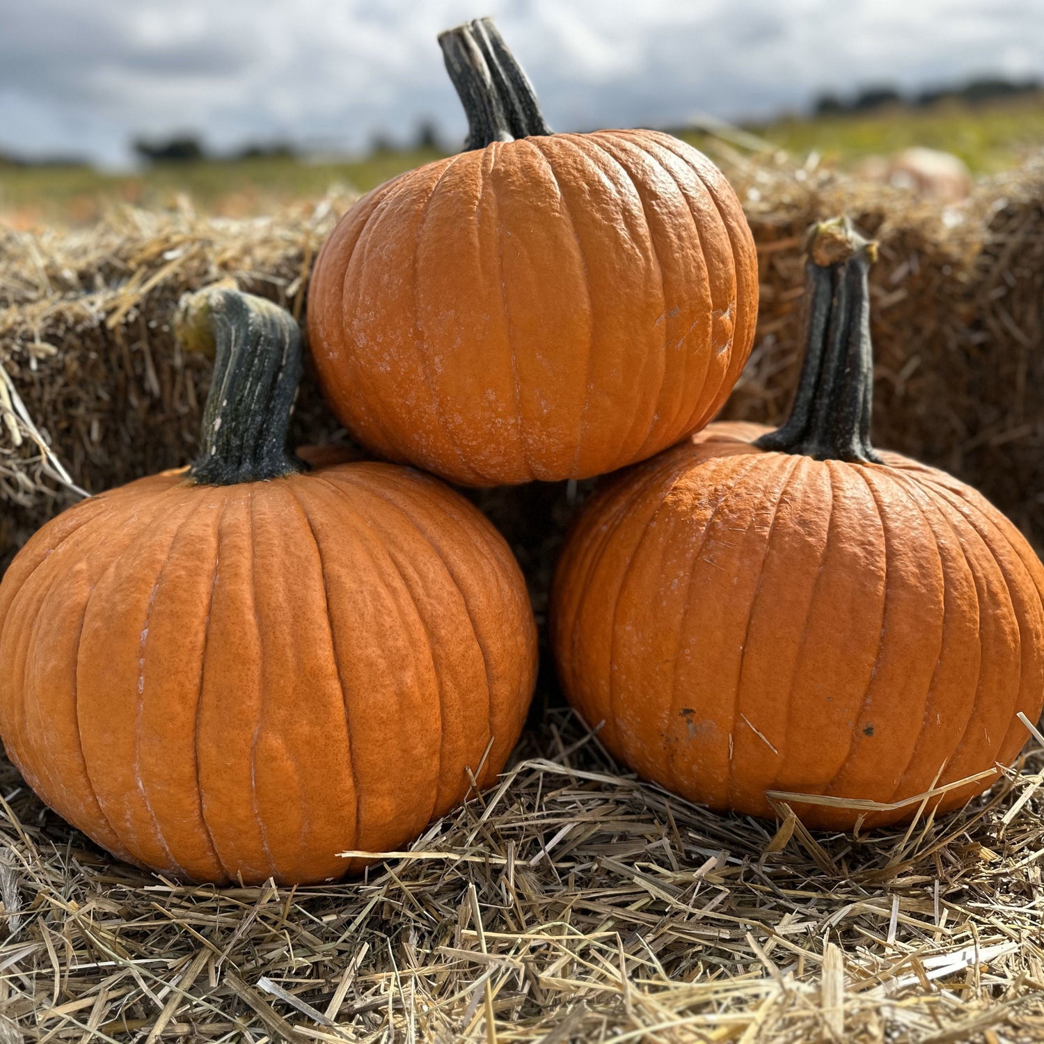 Hybrid Carving Pumpkin - Secretariat