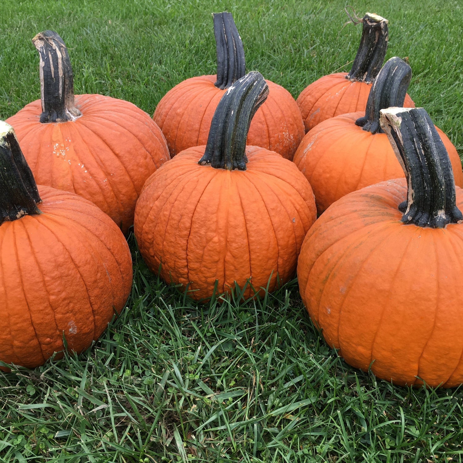 Hybrid Carving Pumpkin - Secretariat
