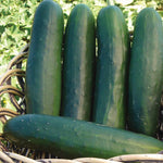 Hybrid Slicing Cucumber - Senor