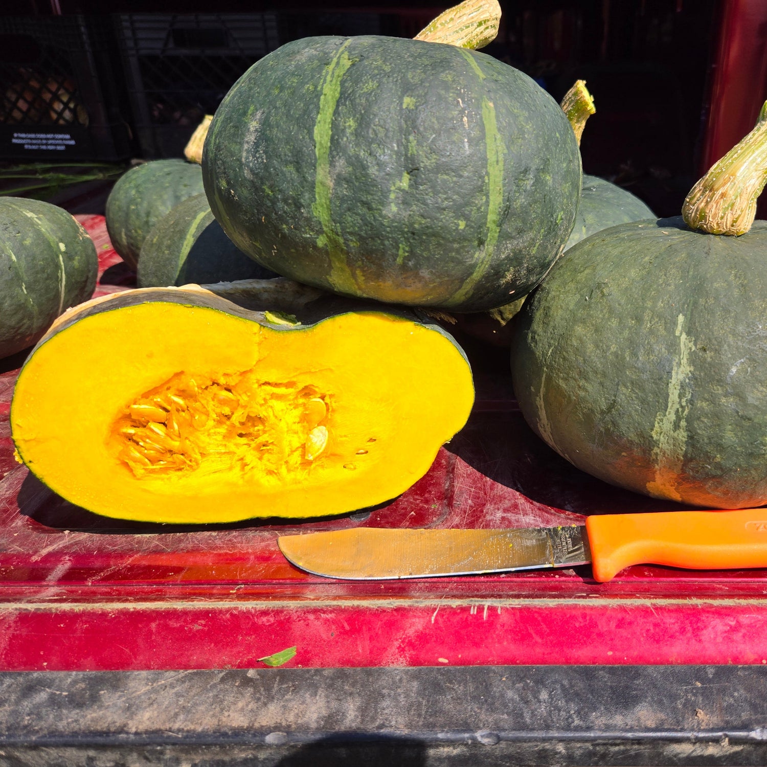 Hybrid Buttercup/Kabocha Squash - Sequoia