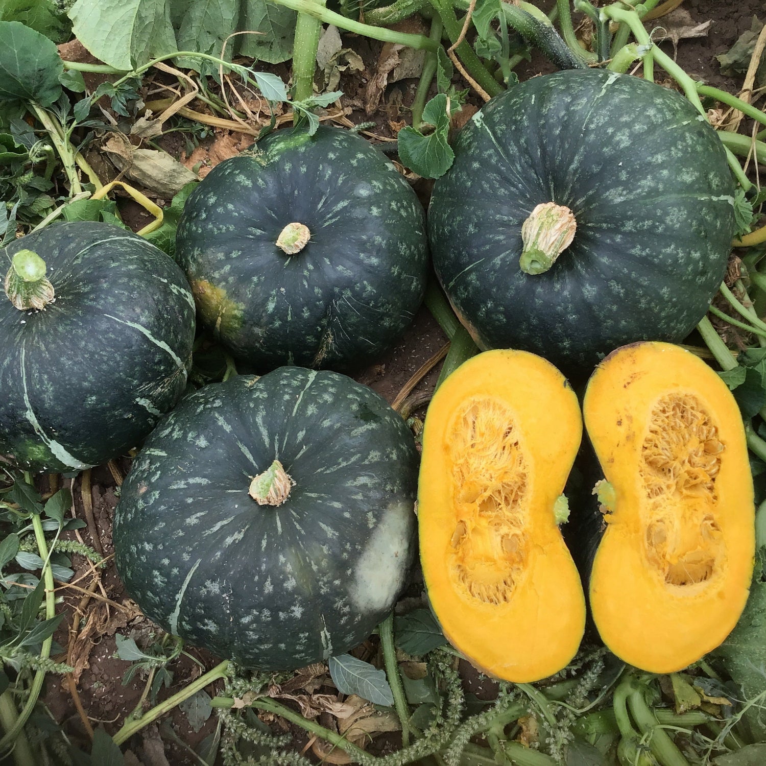 Hybrid Buttercup/Kabocha Squash - Sequoia