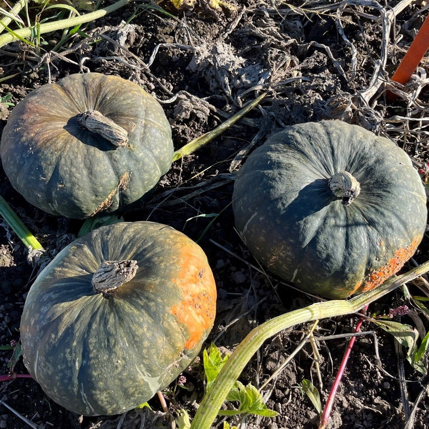 Hybrid Buttercup/Kabocha Squash - Sequoia