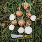 Hybrid Short Day Yellow Onion - Serengeti