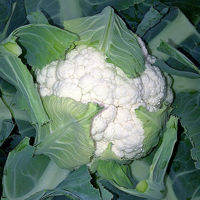 Hybrid White Cauliflower - Shakaris