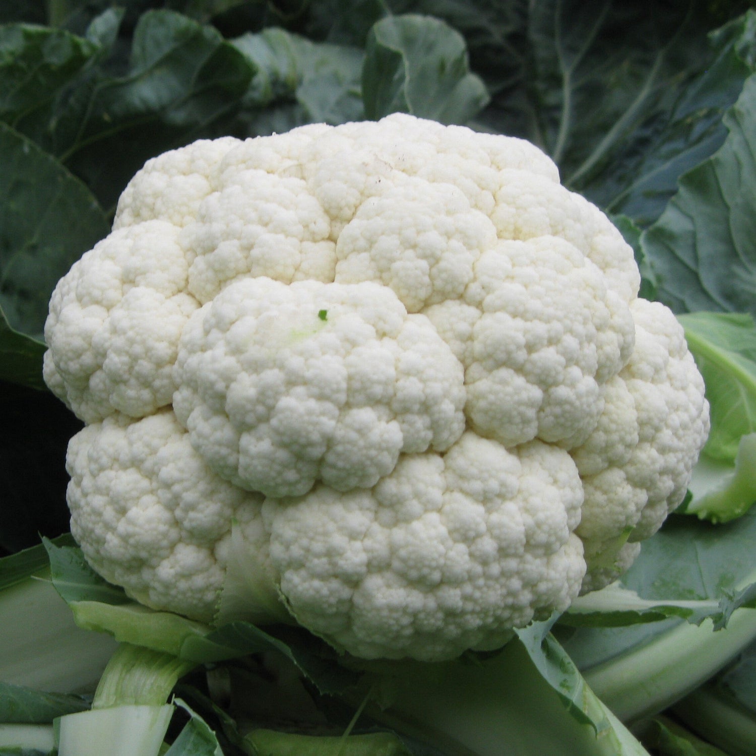 Hybrid White Cauliflower - Shakaris