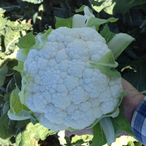 Hybrid White Cauliflower - Shakaris