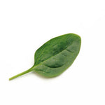 Hybrid Spinach - Shelby