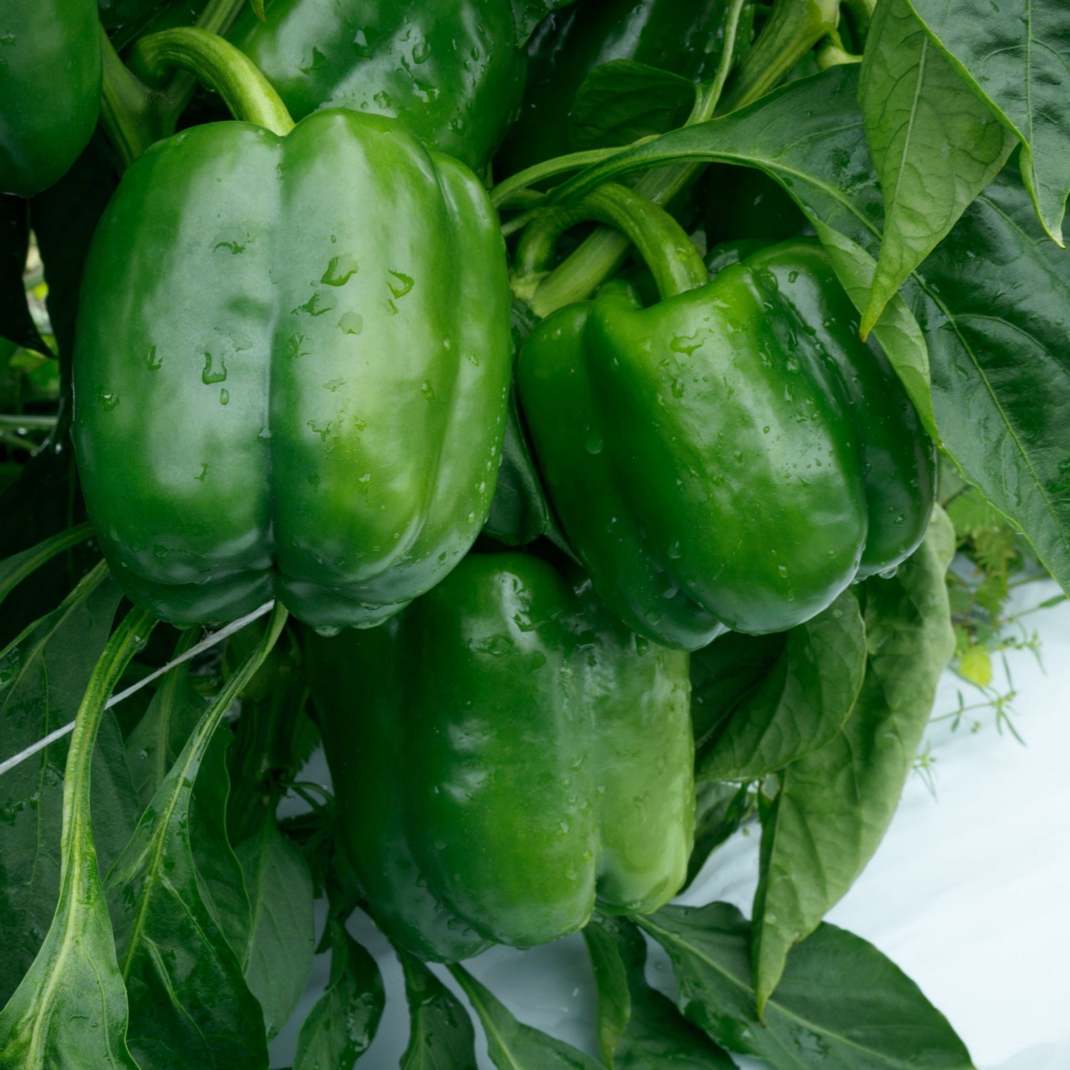 Hybrid Red Bell Pepper - Shogun S10