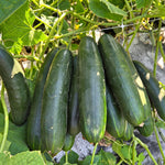 Hybrid Slicing Cucumber - Shogun 249