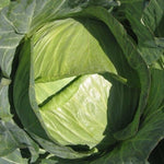 Hybrid Green Flat Cabbage - Shoshudori