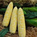 Hybrid Supersweet Bicolor Corn - Signature XR