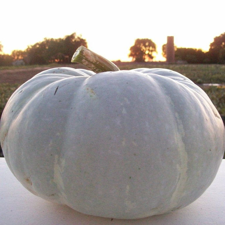 Hybrid Specialty Pumpkin - Silver Moon