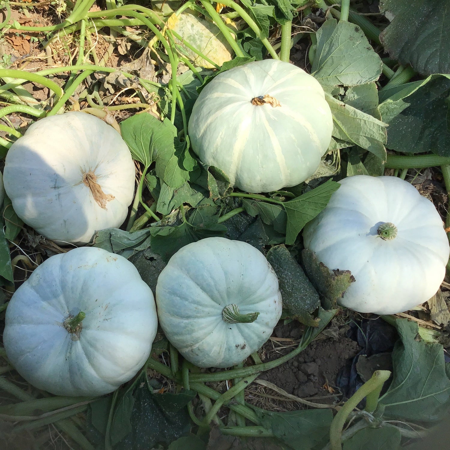 Hybrid Specialty Pumpkin - Silver Moon