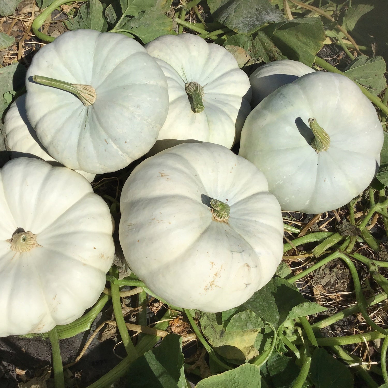 Hybrid Specialty Pumpkin - Silver Moon