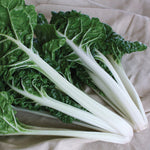 OP White Swiss Chard - Silverado