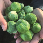 Hybrid Brussels Sprouts - Silvia
