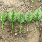 Hybrid Spinach - Sioux